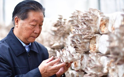 一年收割8次，種一次可以收割15年，巨菌草真的能發(fā)家致富嗎？