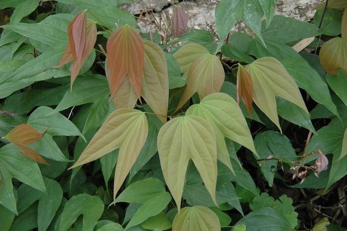 五花血藤功效与作用-我的快乐小窝