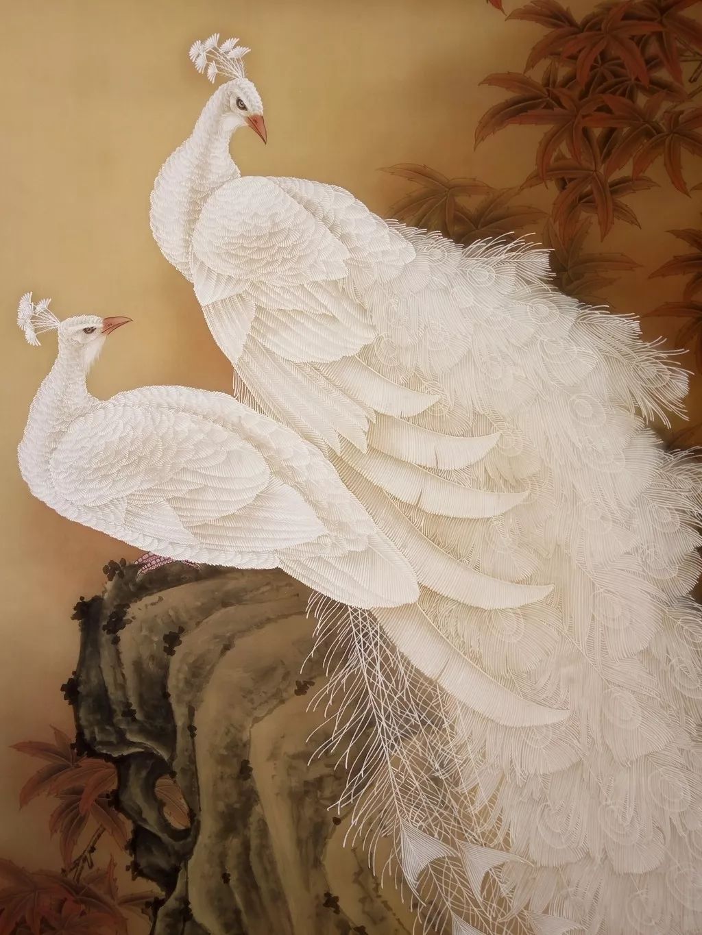 孔雀东南飞！高贵、冷艳的白孔雀