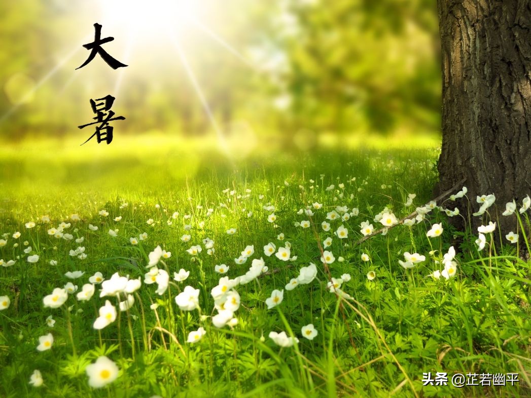 大暑盛夏，蝉鸣如歌，热浪翻涌间尽是生命炽热的诗意与清凉的向往