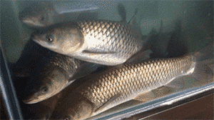 如何野钓草鱼(夏季如何野钓草鱼)