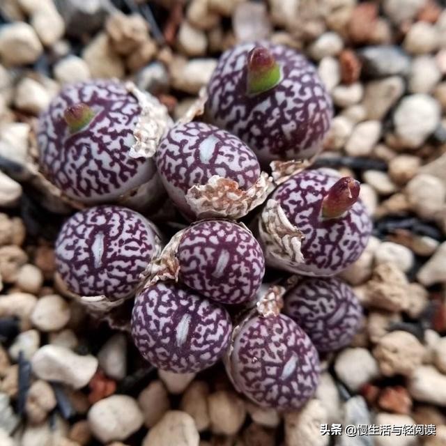 《慢生活·轻阅读》1742期