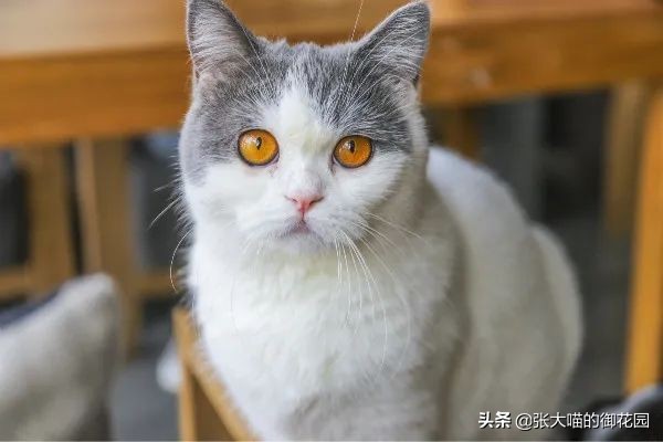 孕妇能养猫吗（怀孕与养猫这件事并不冲突）