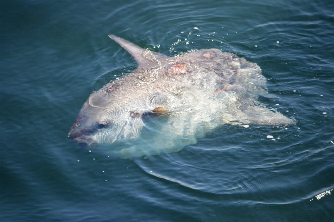 被咬到也不会逃跑的翻车鱼,为什么还没灭绝?