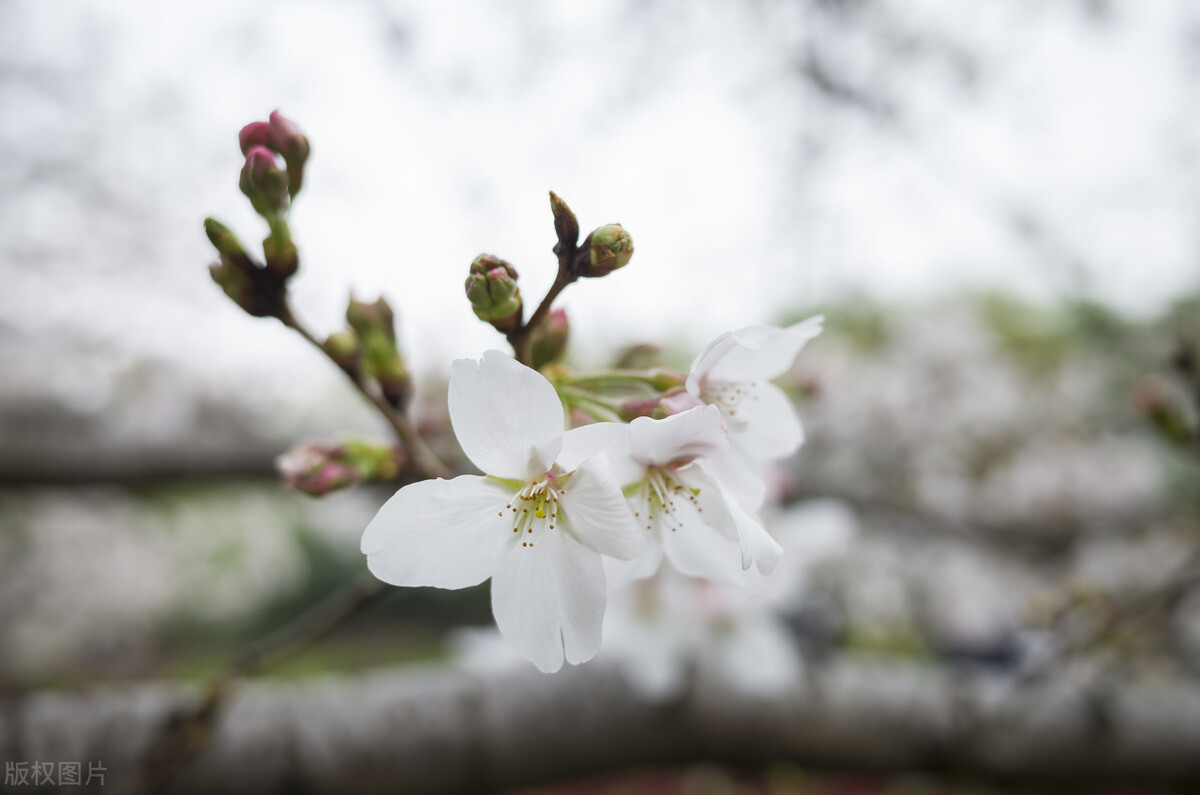 散文：追赶花期