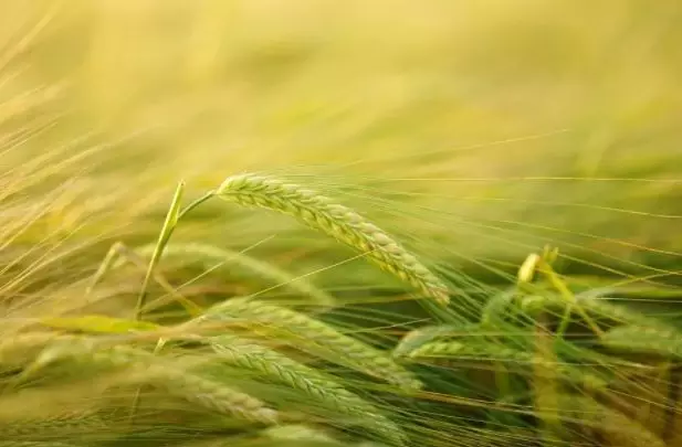 简直不可或缺，盘点2020年四川高职单招“食品药品与粮食”院校