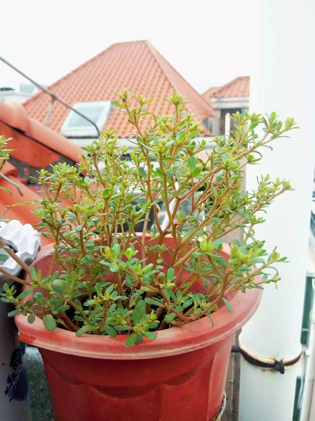 的马齿苋,如果一下子吃不了,也可以把枝条稍微修剪一下,扦插到土壤中