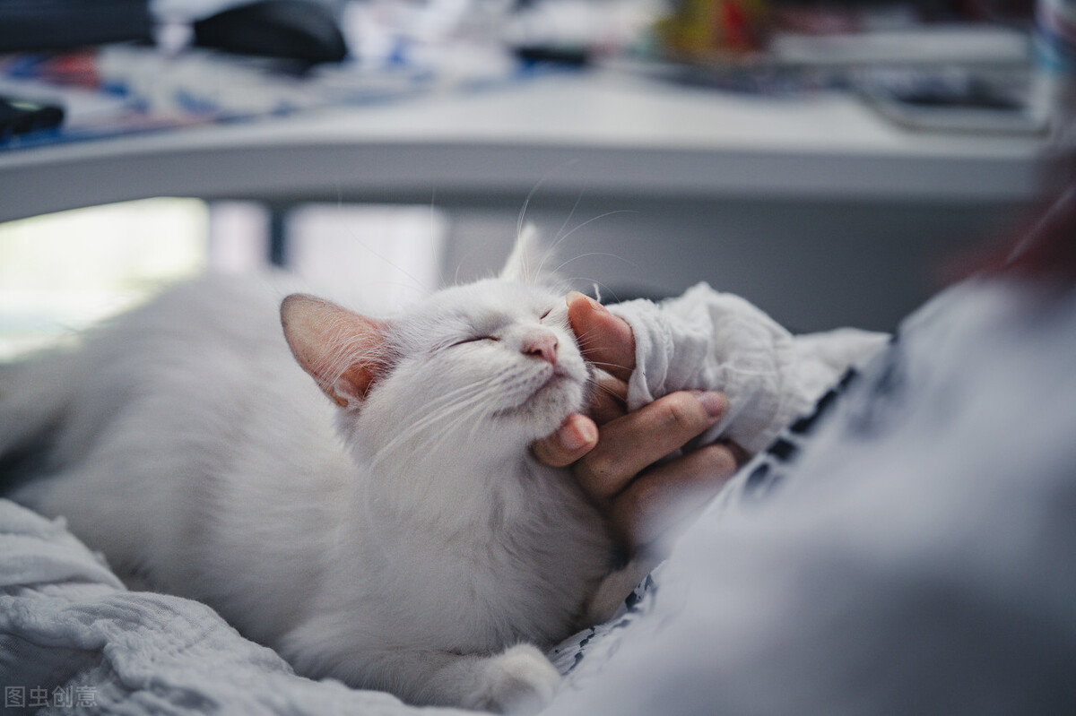 在上海，火化一只猫要花多少钱？｜再见宝贝宠物善终宠物殡葬