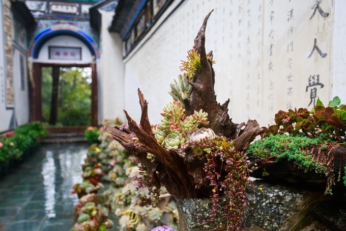 下关风吹上关花，洱海月印苍山雪——从洱海边醒来