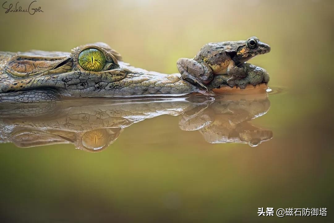 鳄鱼眼泪(鳄鱼为什么会流眼泪？是假慈悲还是排除盐分？)