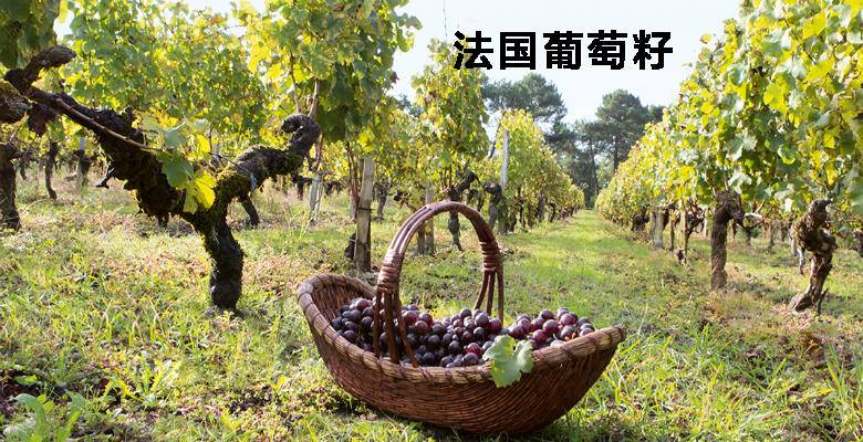 膠原感滿滿，口服美容“葡萄籽”怎么挑？