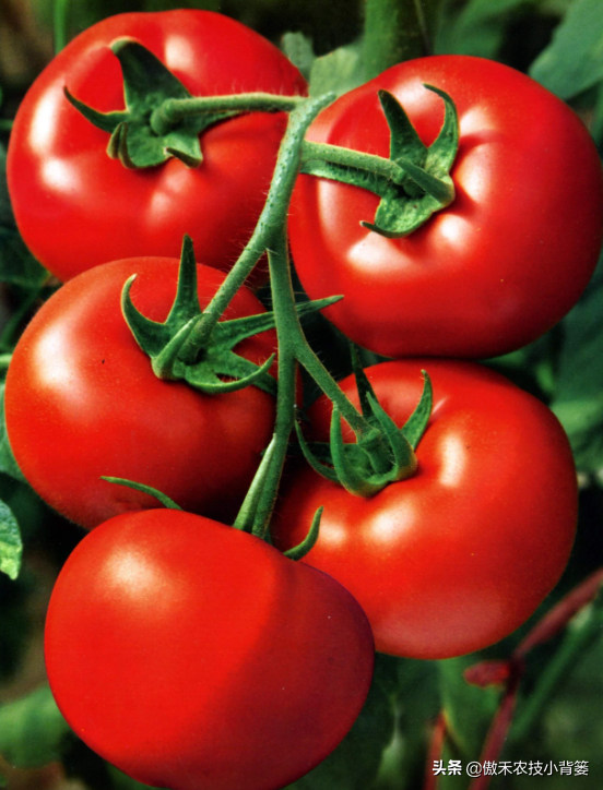 西红柿种植方法（手把手教你种植高产优质的西红柿）