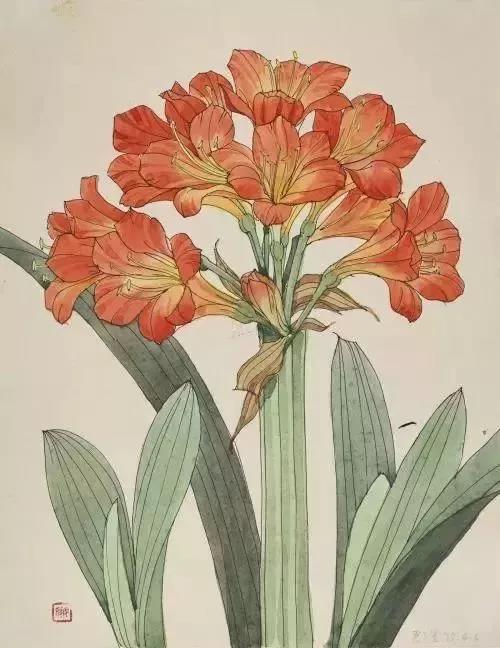 君子兰介绍(君子兰介绍作文)