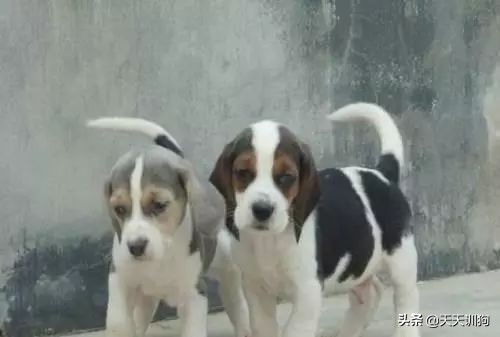 打猎什么狗嗅觉最好！十大优秀嗅觉猎犬