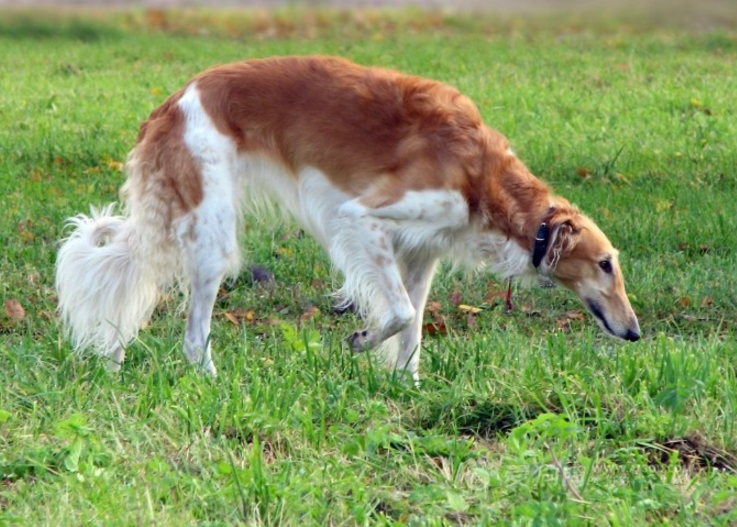 薩路基獵犬蘇格蘭獵鹿犬藏獒卡斯羅犬聖伯納犬巨型雪納瑞克蒙多犬除此