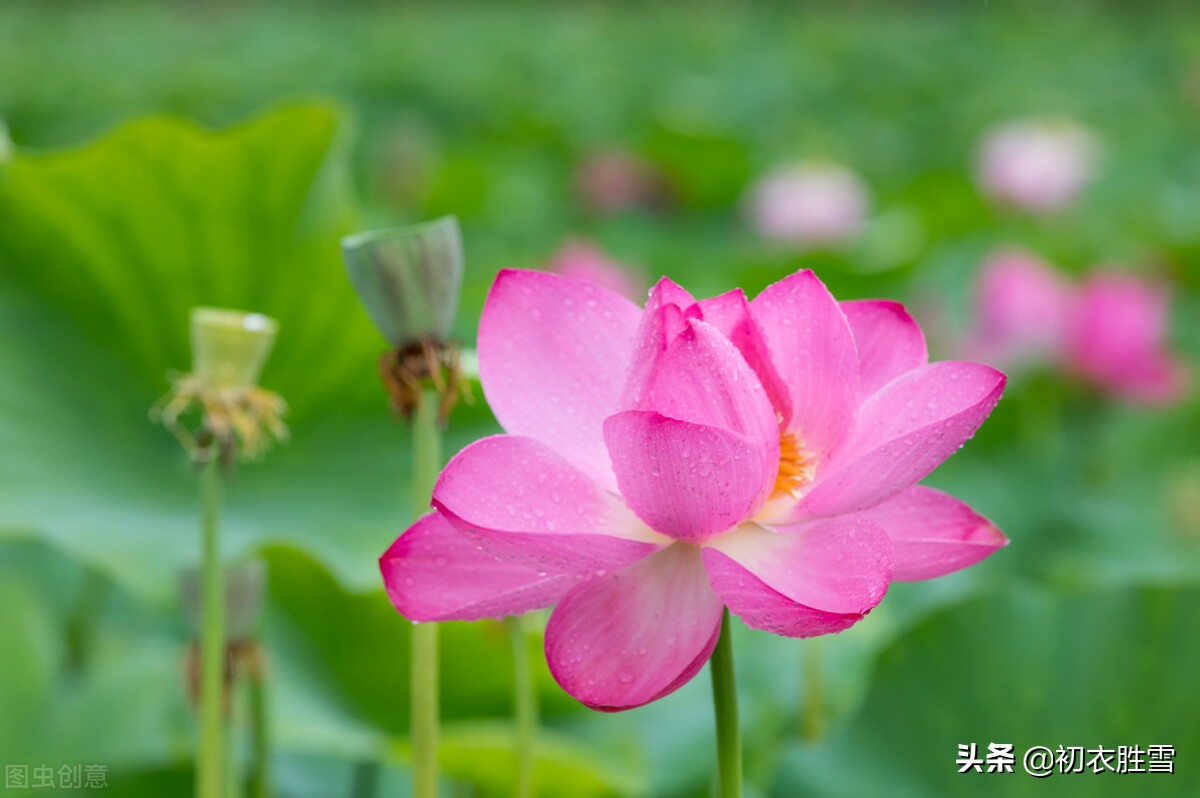 张爱玲清新荷花诗赏读：声如羯鼓催花发，带雨莲开第一枝