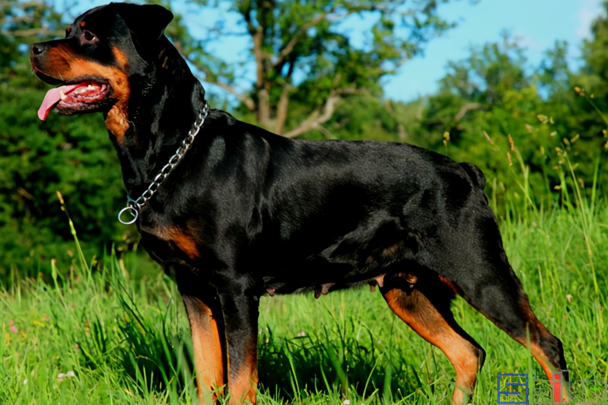 十大猛犬(Sbike动植物百科：国际犬业联盟公布的世界十大猛犬排行)