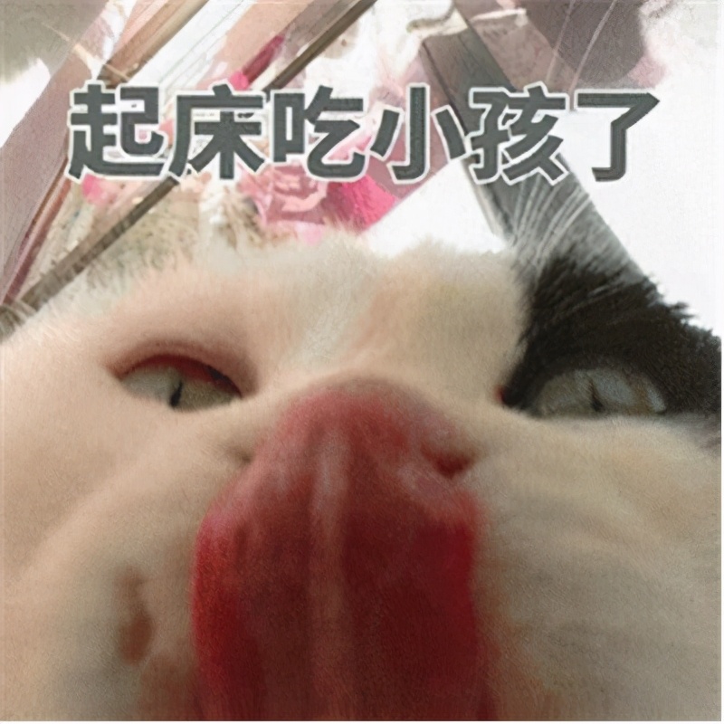 表情包：猫咪起床了