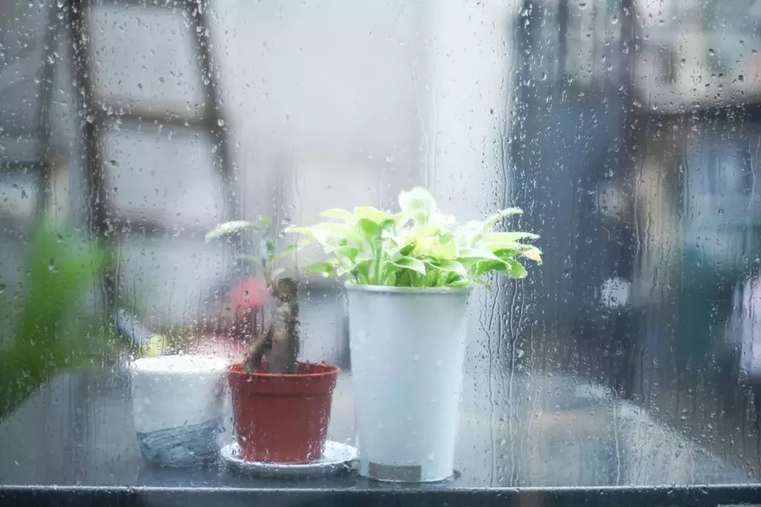 最缠绵的4首落雨诗词:静听雨打窗台,等一人归来