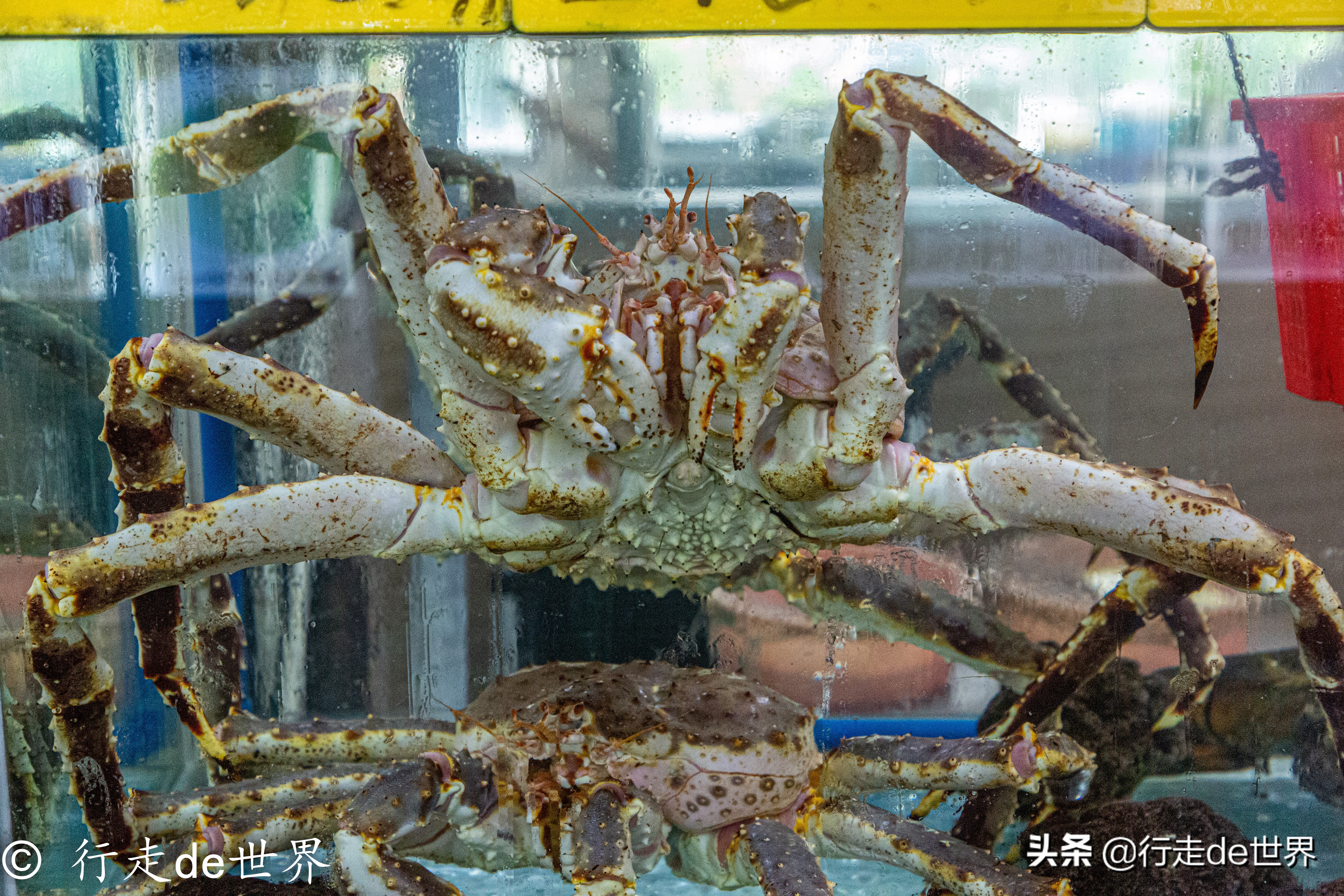 国庆假期相聚顺德，一次性打卡六家餐厅，品味地道顺德味道