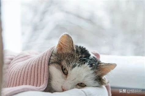 怀疑猫咪有寄生虫，铲屎官如何排查？