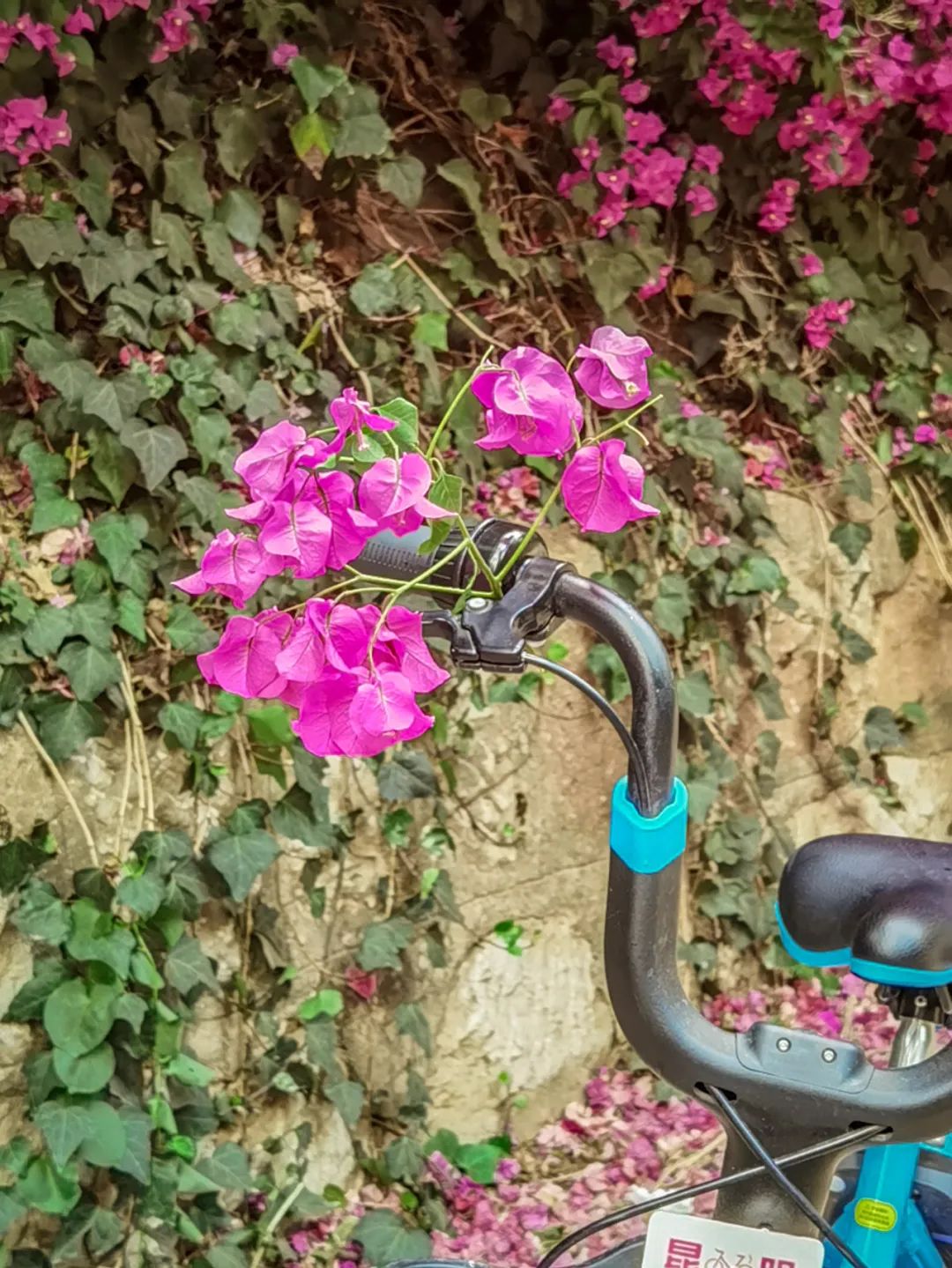 马住！继蓝花楹之后，昆明又添一网红打卡点