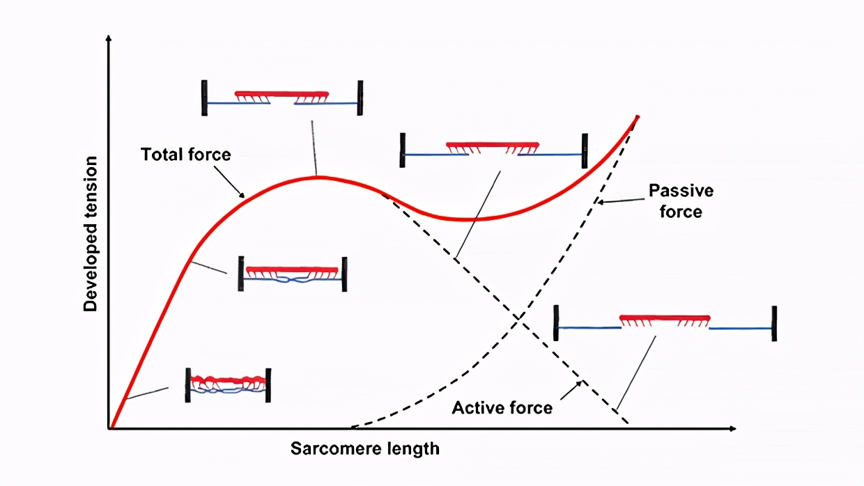 肌节长度和张力