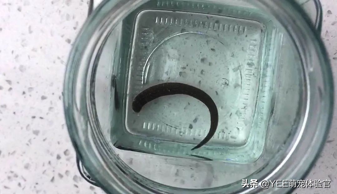 蚂蝗的天敌是什么「经验」 -骁龙网