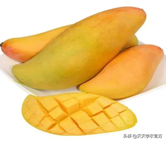 快收藏！18种热门芒果品种最全介绍，包你1次看个够