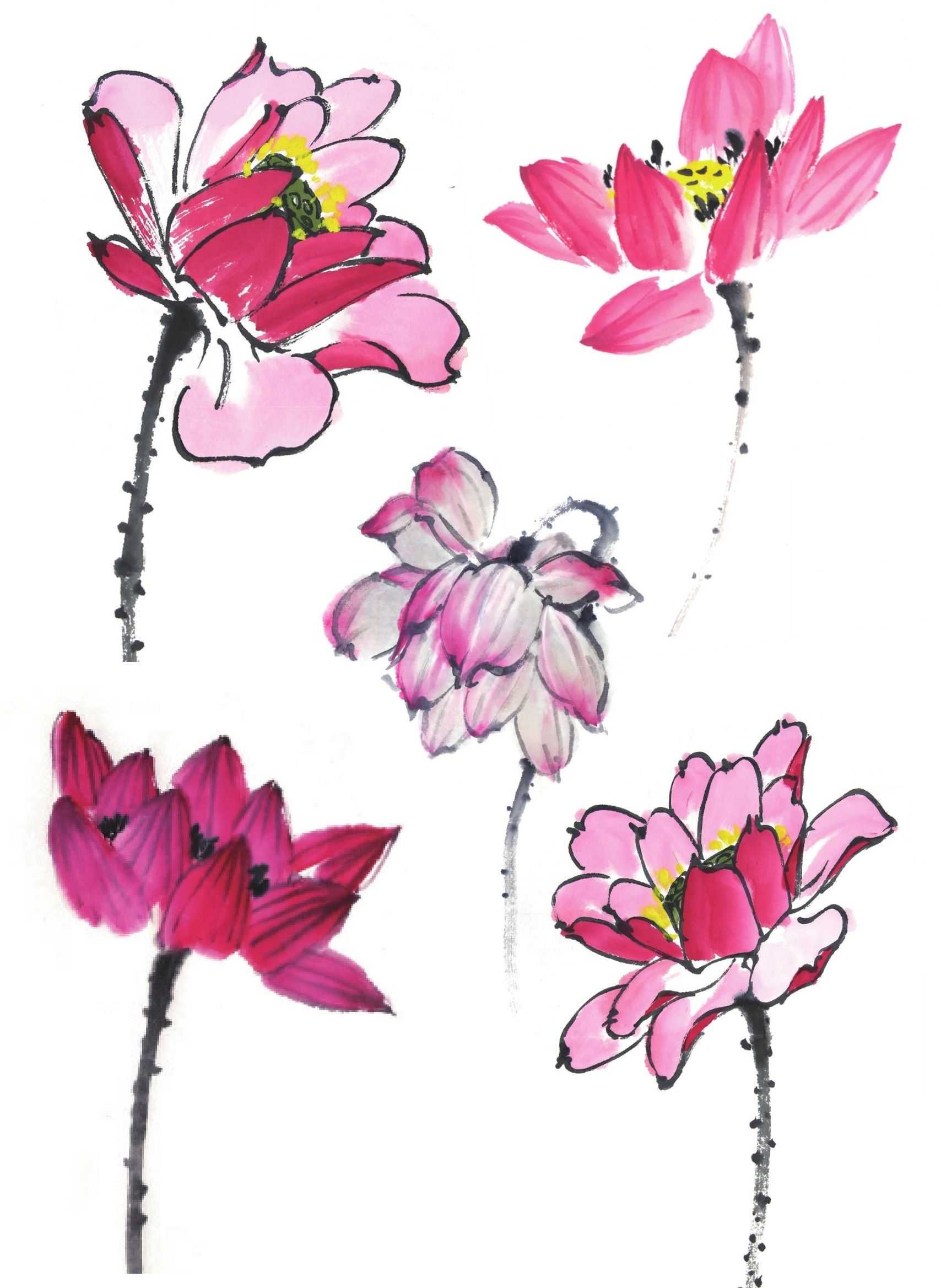 学会这些,画荷花很简单