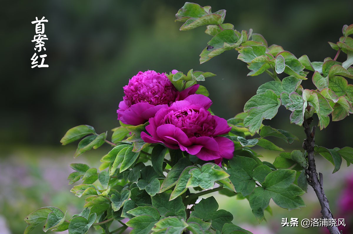 「图集」公园中那些常见的牡丹花都叫什么名字?