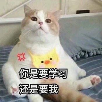 性感猫咪，在线陪聊