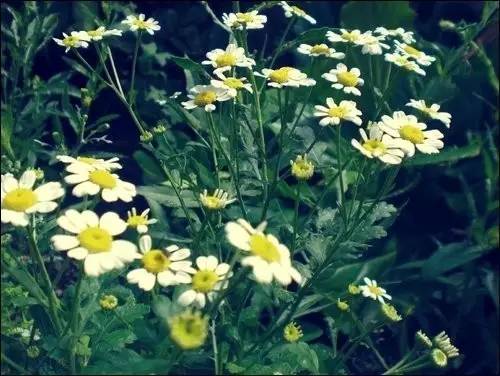 11首现代诗歌，静静的去聆听吧