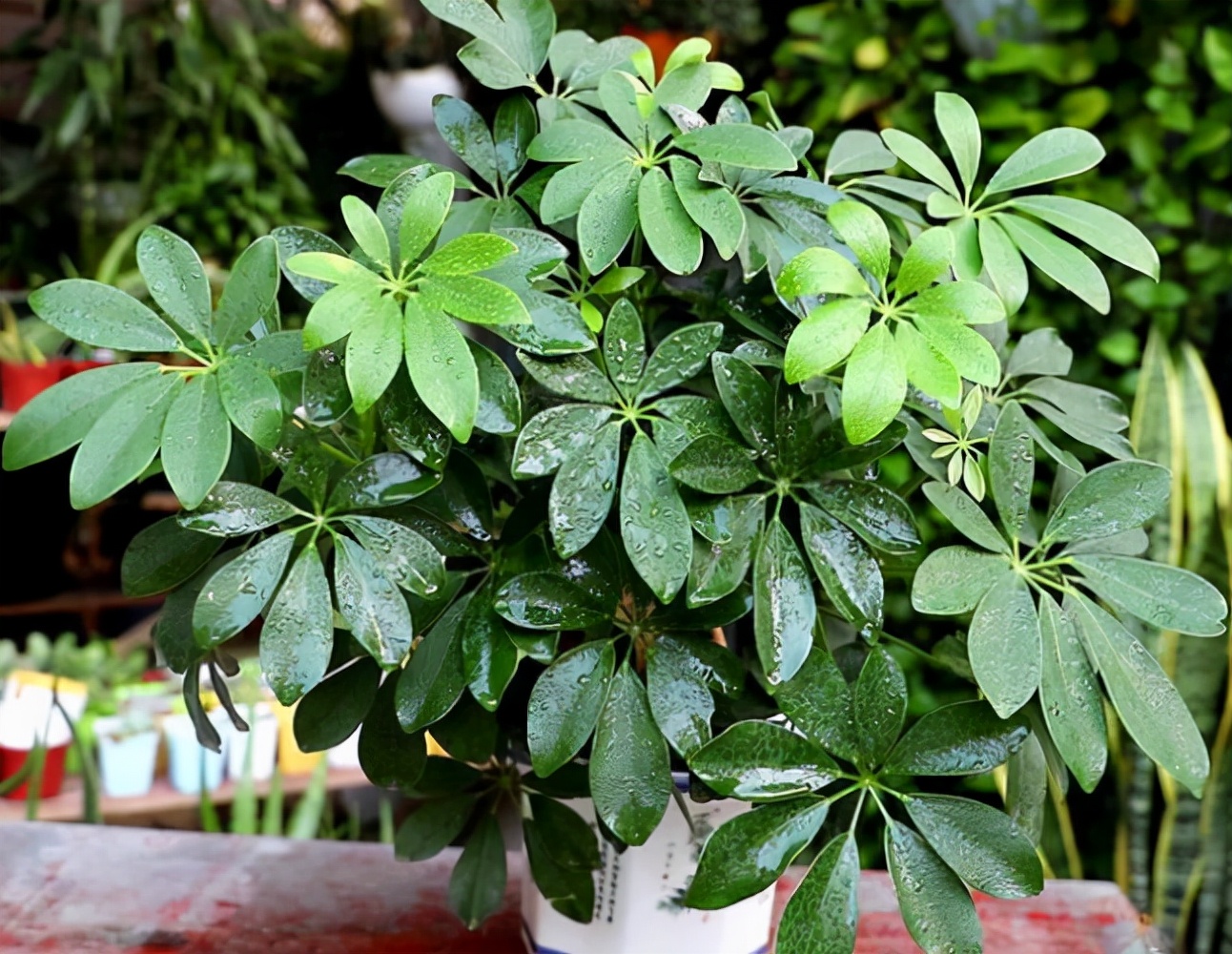 七叶莲的养殖方法(网红植物七叶莲的简介)