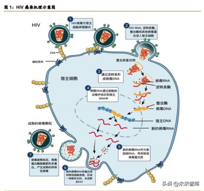 医药行业研究之HIV病毒药物专题报告