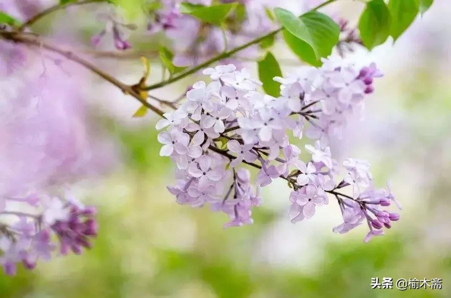 赞美丁香花的优雅诗句(十首丁香花的优美古诗词赏析)