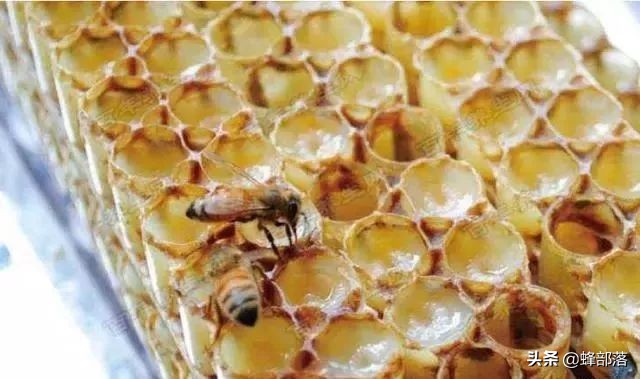是蜂王浆好还是蜂胶好？它们的区别是什么？养蜂人告诉你答案