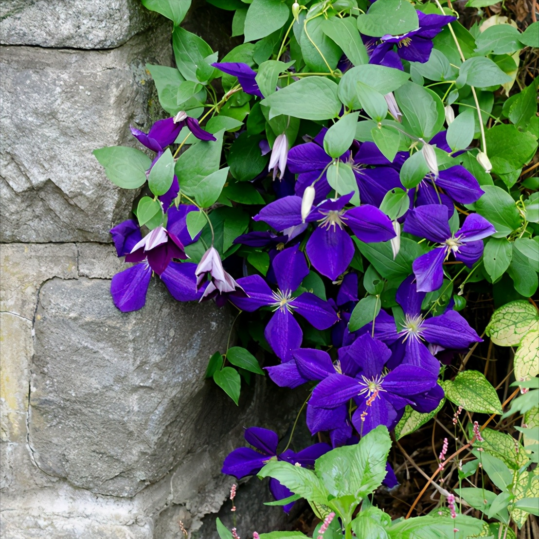 万紫千红的地球植物园罂粟马利筋铁线莲鸵鸟蕨沙龙的双玫瑰杜鹃花日本海葵烈焰杜鹃花玫瑰哈代芙蓉虹膜墨西哥向日葵月桂树山紫丁香石竹雏菊和猫薄荷橡树叶绣球花 金鸡菊黄花菜处女菊