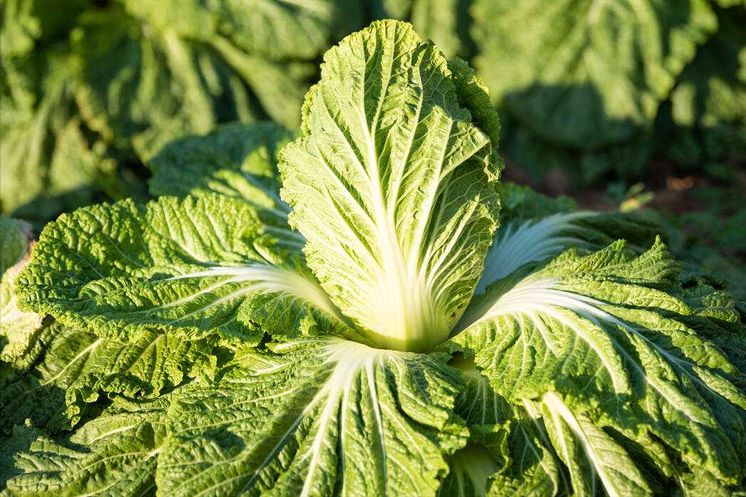 又到了囤白菜的季节什么时候囤白菜