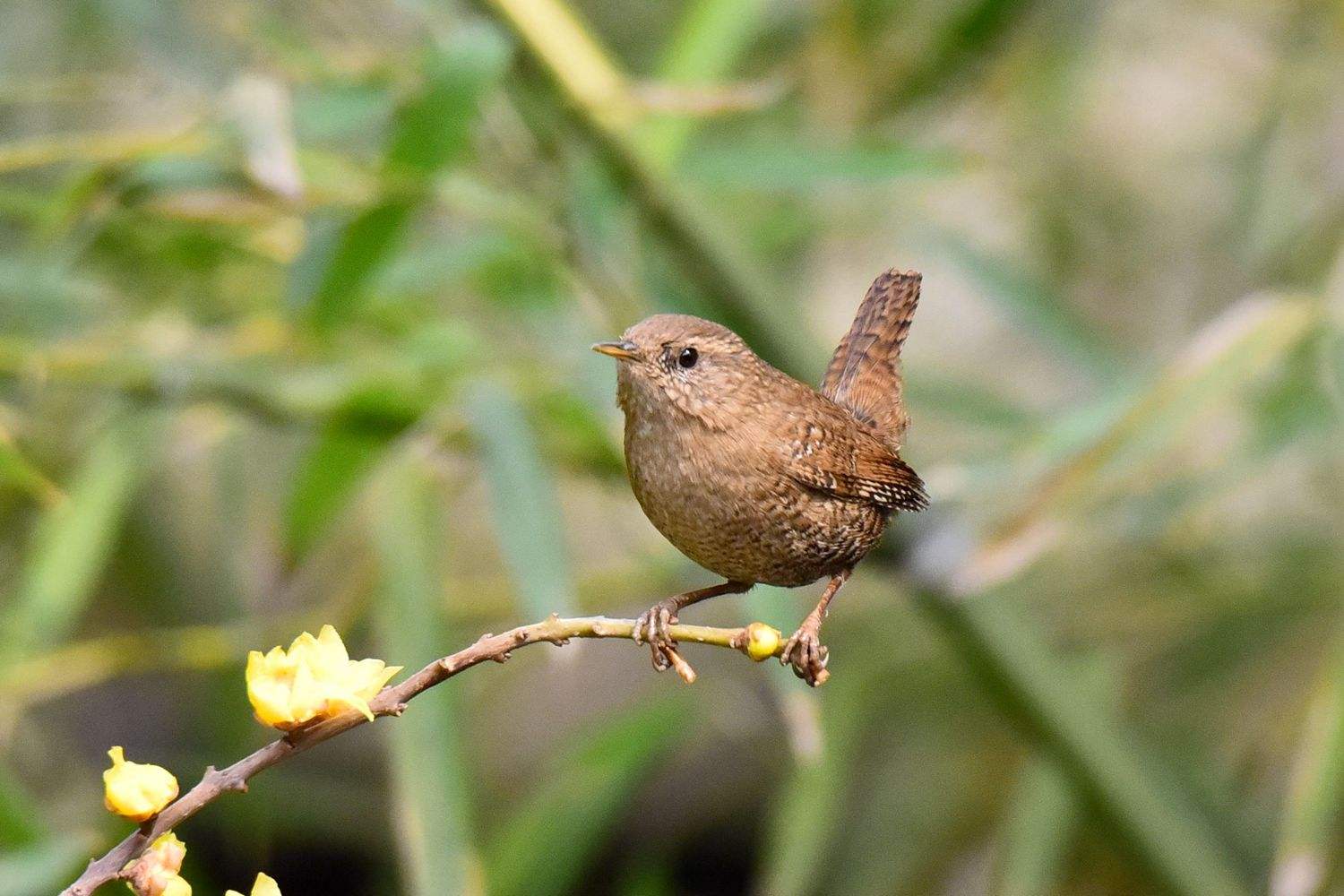 《说文解字》第177课:鸟儿啁啾,"啁啾",你读对了吗?