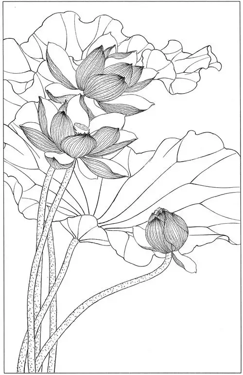 教你50种荷花白描线稿画法,快来临摹