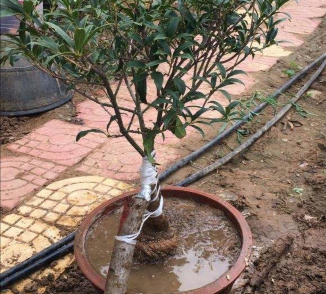 在家靠接桂花,只需几个简单步骤,易成活,早开花