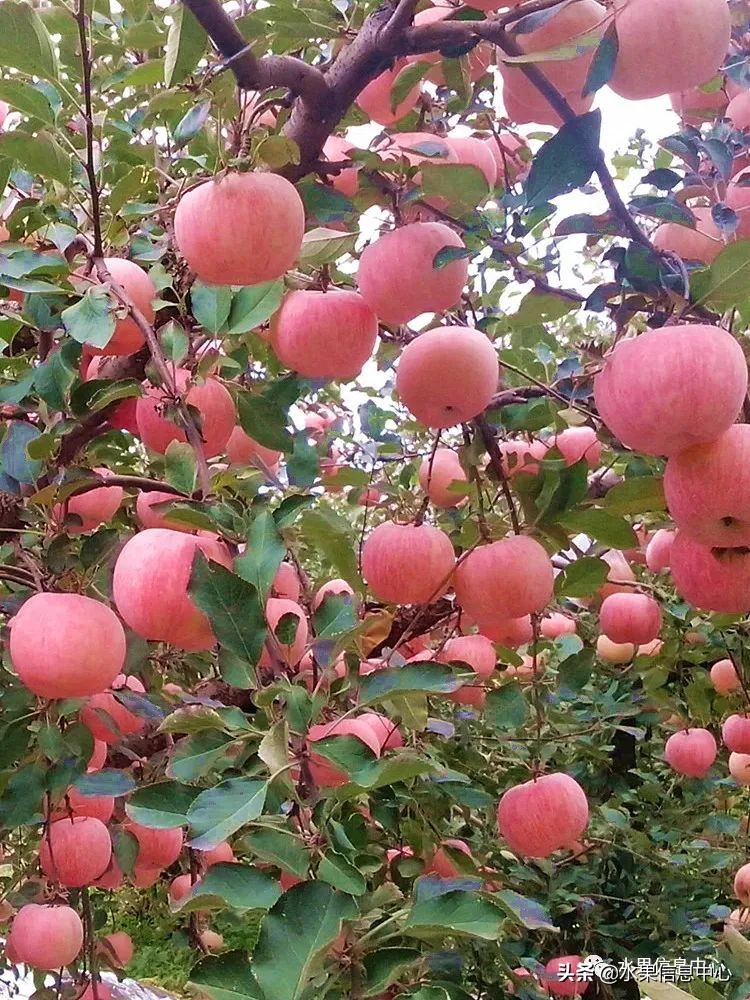 苹果成熟季节（23种苹果的品种产地及成熟时间）