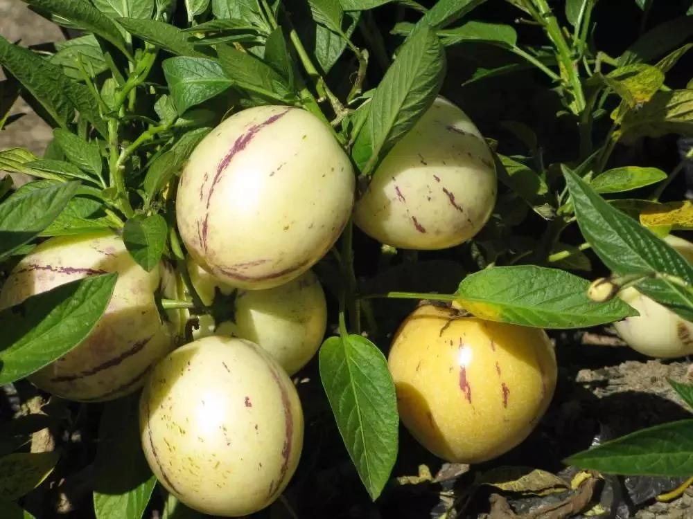 13关于青海人参果的散文 _晶羽科技