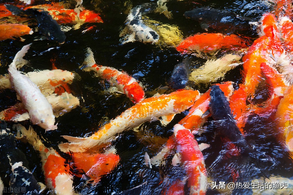 家庭饲养锦鲤要点