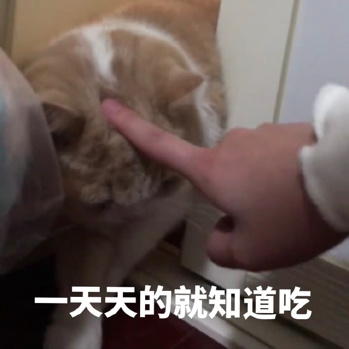 猫咪表情包：你的良心不会痛吗