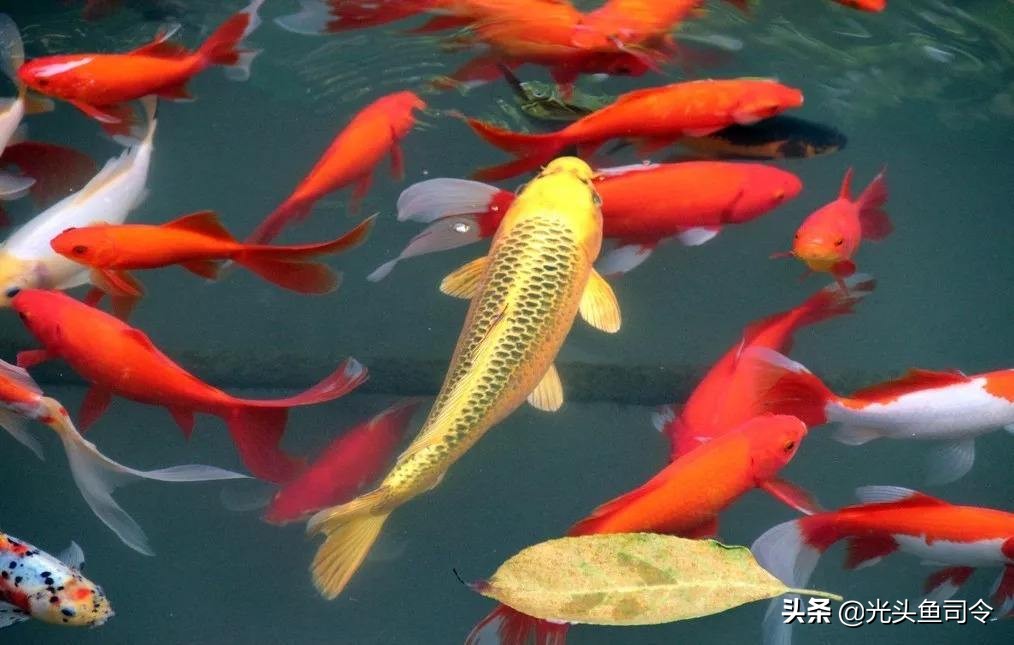 鲤鱼的寿命(日本寺庙内的一条鲤鱼，寿命达226岁，为何国内很难活过“童年”)