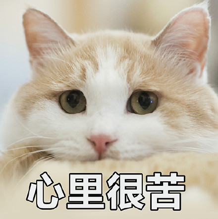 猫咪表情包｜没人疼，没人爱，我是地里的小白菜