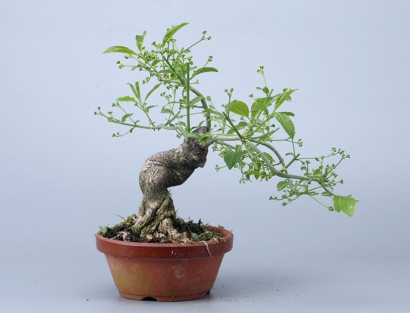 卫矛盆景的造型与养护,秋季叶,果红艳,冬季枝翅奇特