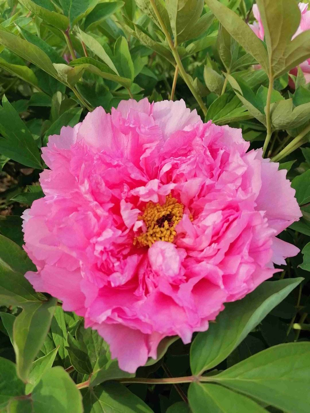 特殊又好听的花名（盘点高颜值名字超好听的花）
